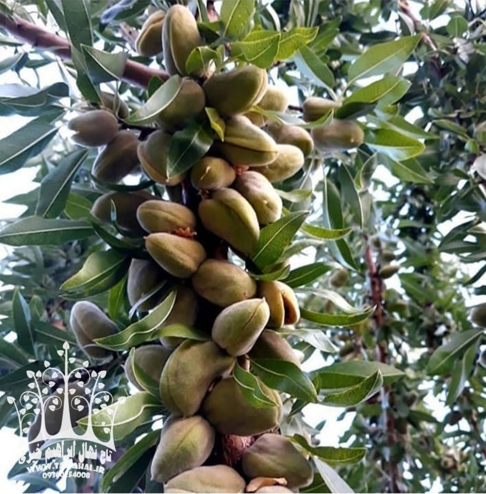 نهال بادام آی