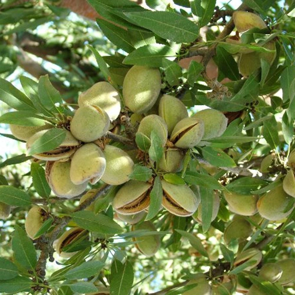 نهال بادام رامسکا