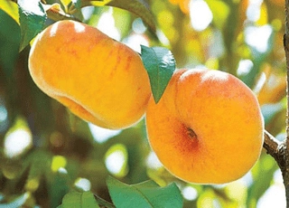 نهال هلو انجیری عسلی