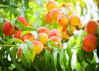 نهال هلو ۶۰ روزه