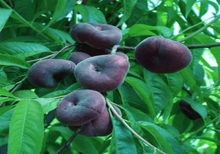 نهال هلو انجیری بلک