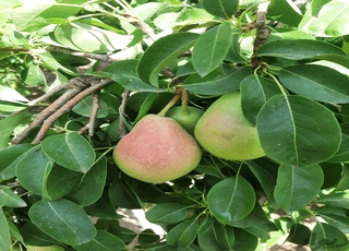 نهال گلابی تک شاخ