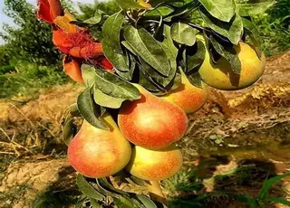 نهال گلابی کوشیا