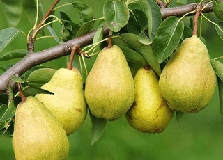 نهال گلابی نطنز