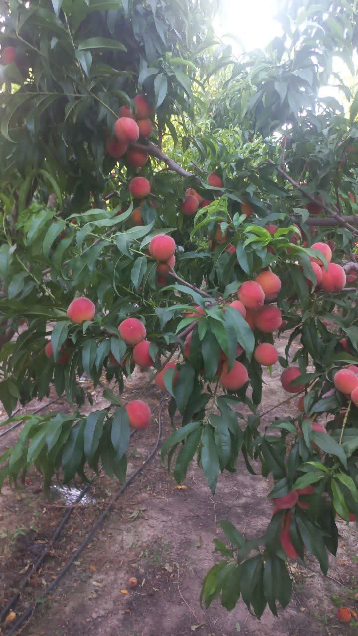 نهال هلو زعفرانی زودرس