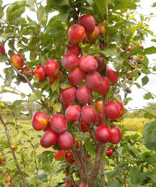 نهال آلو بخارا قرمز