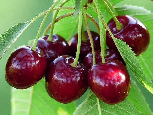 نهال گیلاس پایه گزیلا