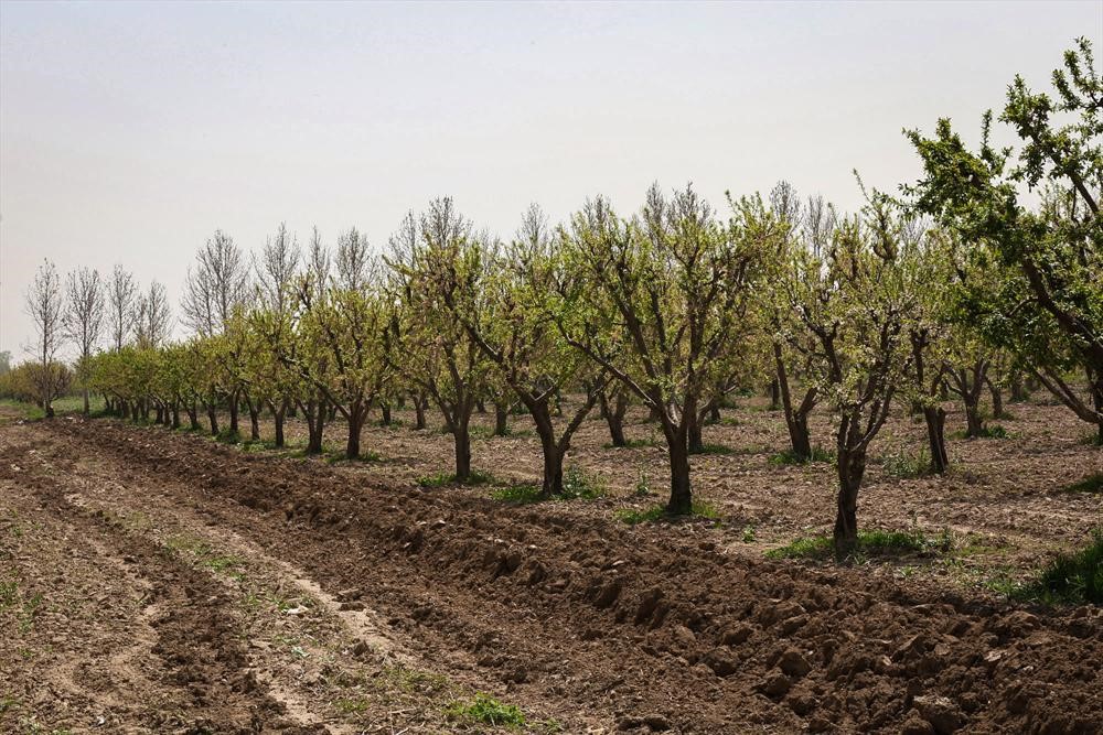 کاشت نهال گردو مرغوب