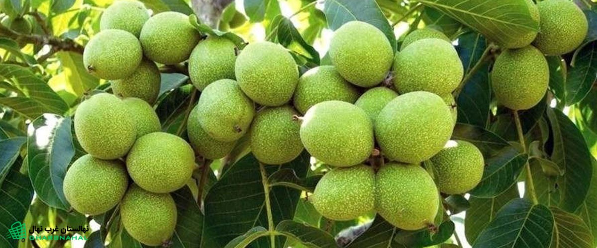 نهال گردو چندلر آمریکایی