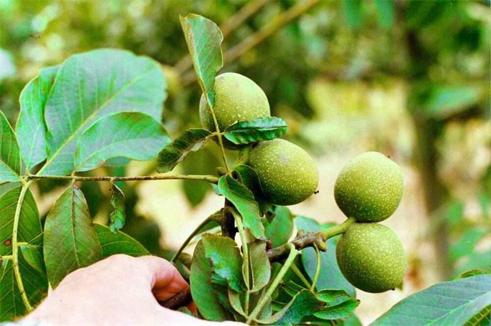 بهترین نهال گردو برای مناطق سردسیر ایران