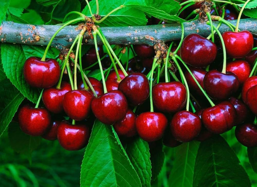 ویژگی های کلی نهال آلبالو