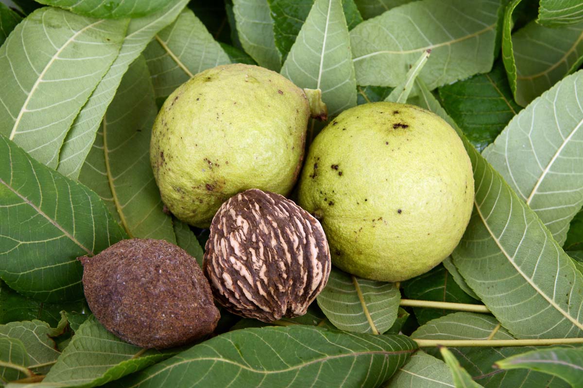 نکات کلیدی در خرید و نگهداری نهال گردو