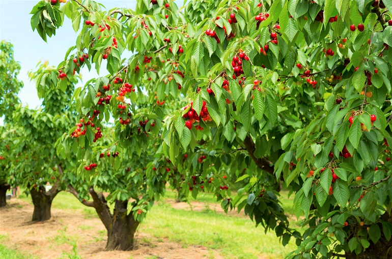 بهترین ارقام نهال آلبالو برای مناطق معتدل و نیمه گرمسیر