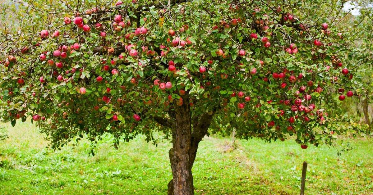 هرس و تنک ‌کاری حرفه‌ ای درختان