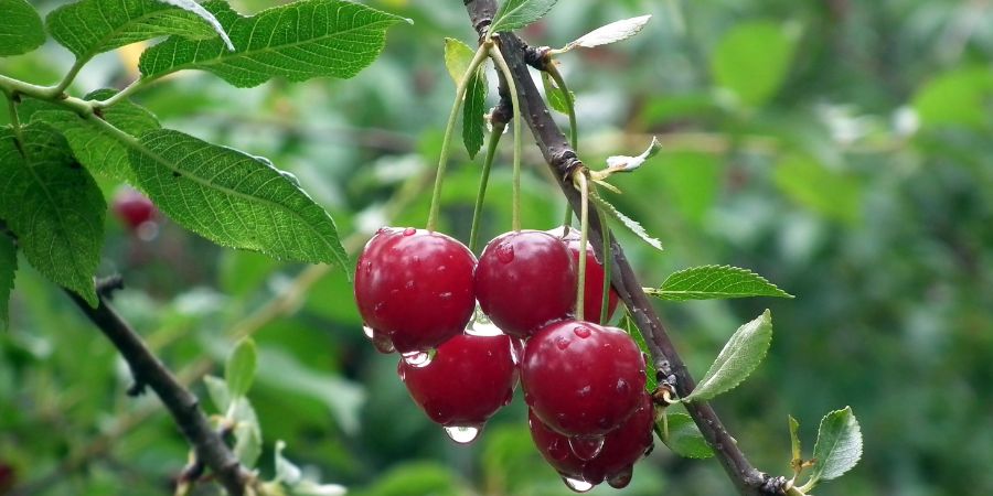 مزایا و معایب نهال آلبالو بذری