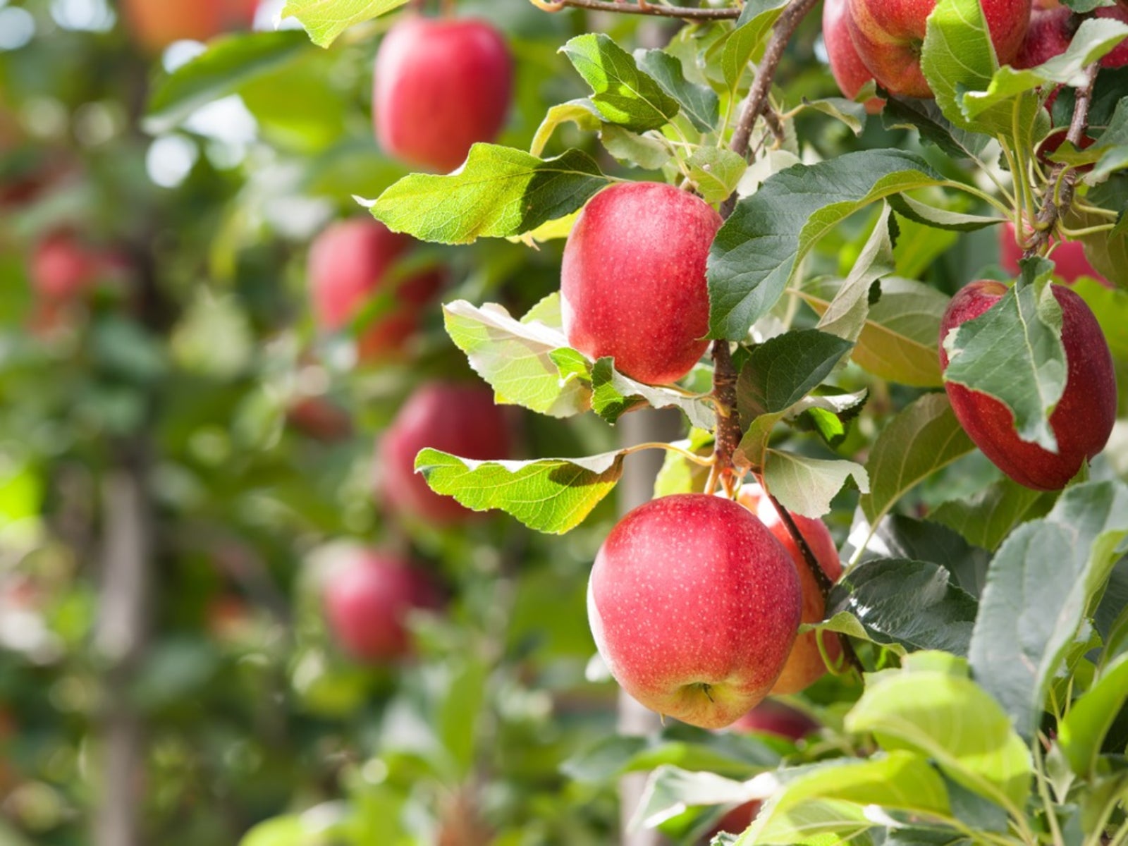تغذیه و اصلاح خاک برای باردهی بیشتر