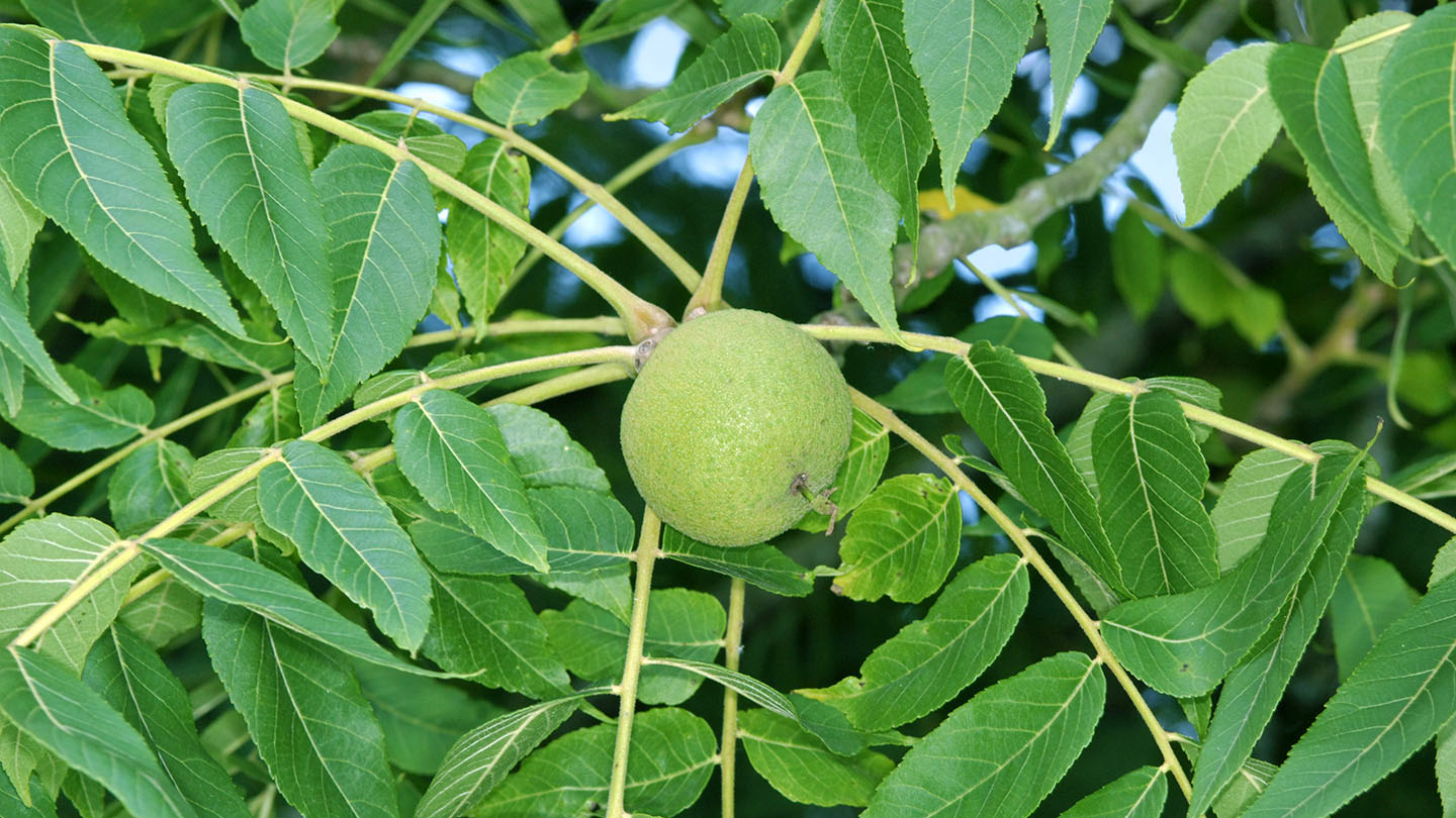 ارقام گردوی خارجی پربار