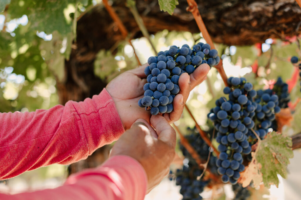  کاشت نهال انگور