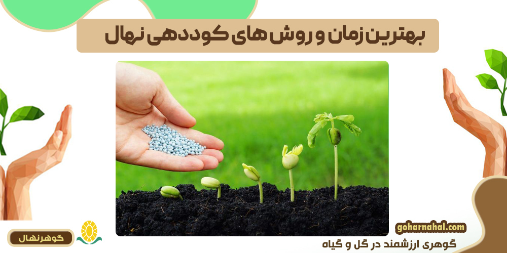 بهترین زمان و روشهای کوددهی نهال