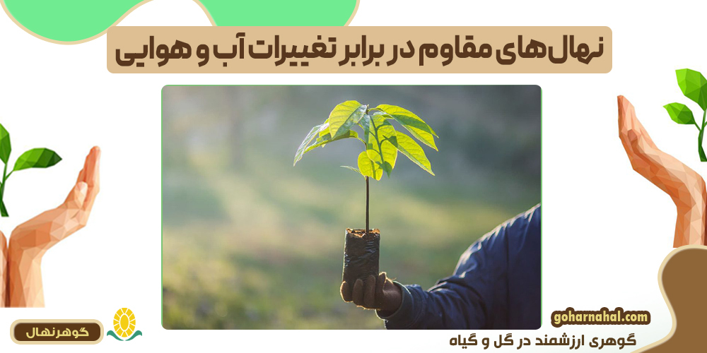 نهالهای مقاوم در برابر تغییرات آب و هوایی