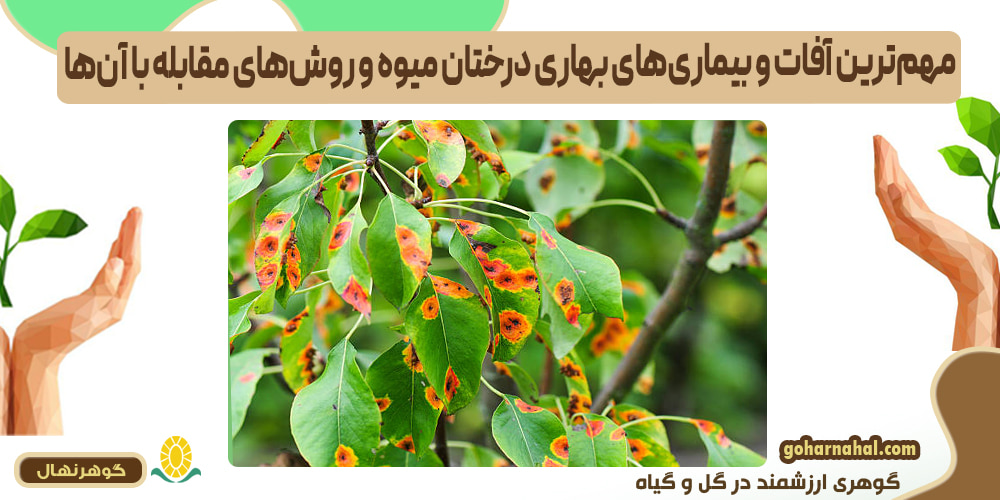 مهمترین آفات و بیماریهای بهاری درختان میوه و روشهای مقابله با آنها