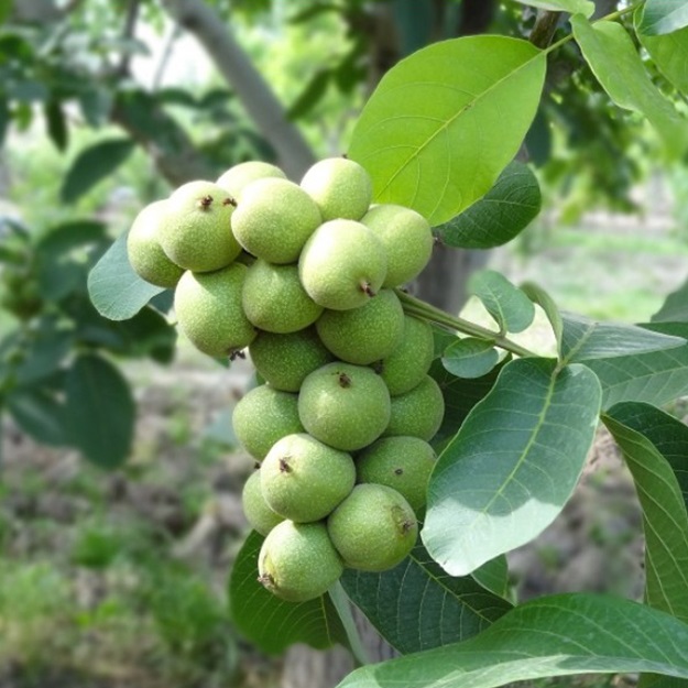 نهال گردو خوشهای انگور