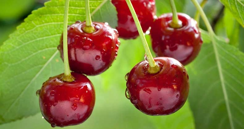 نهال آلبالو گوشواره ای