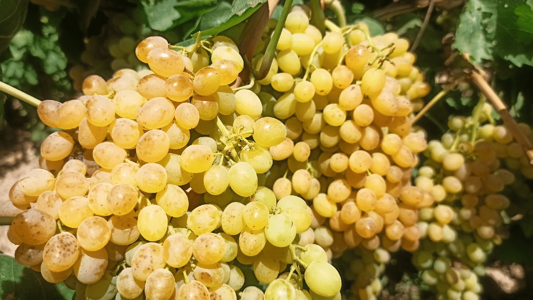 نهال انگور بیدانه سلطانی